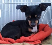 honden foto van Jenna