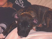 honden foto van chantal