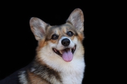 honden foto van tamahra