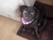 honden foto van JOJO