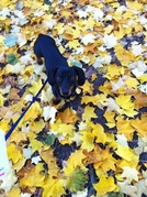 honden foto van Maybritt