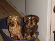 honden foto van Eveline 