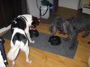 honden foto van Ingrid lievaart