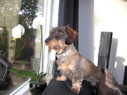 honden foto van Evelyn