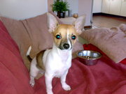 honden foto van Tamara