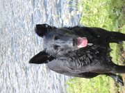 honden foto van joke hoornweg