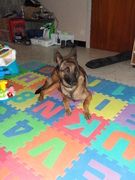 honden foto van giusi