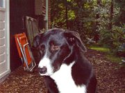 honden foto van sjanie van hemert