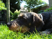 honden foto van Sandra