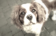 honden foto van Kimberly