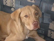 honden foto honden foto van rosie