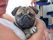 honden foto van MARIA HANSSEN HOLLANDER