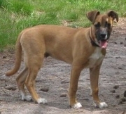 honden foto van Saskia