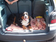 honden foto van debo