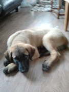 honden foto van Shirley