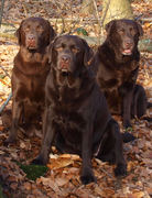 honden foto van lizzy botter