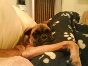 honden foto van Susan