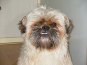 honden foto van Laura 