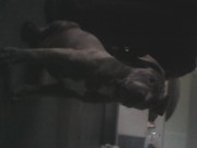 honden foto van nick