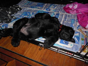 honden foto van Garance Wijshoff