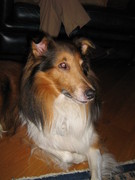 honden foto van Harriet