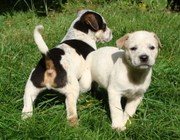 honden foto van jacqueline