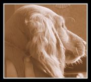 honden foto van huguette 