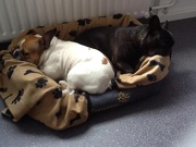 honden foto van Gien