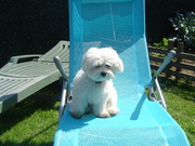 honden foto van nancy