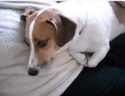 honden foto van mhakkeling