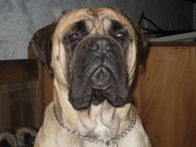 honden foto van Miepie