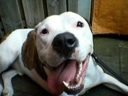 honden foto honden foto van Mayra