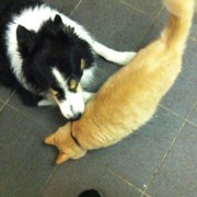 honden foto van Natascha