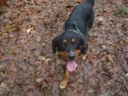 honden foto van louise  puttemans