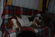honden foto van Evelyne