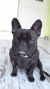honden foto van Lizet