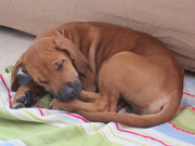 honden foto honden foto van Serge