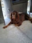 honden foto honden foto van irene