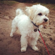 honden foto honden foto van Esmé & Ruby