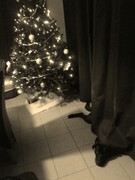 honden foto honden foto van Bruno