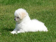 honden foto van Milou