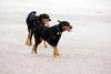 honden foto van Caroline Struyck
