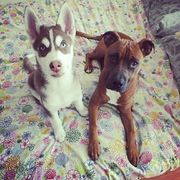 honden foto van jackiie nova&bailey