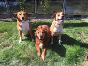 honden foto van Anja en Naika, Shiva en Flynn