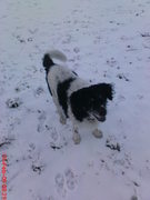 honden foto van jc heydenrijk