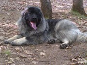 honden foto van prena