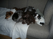 honden foto van anne Hendriks