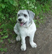 honden foto van Lynn