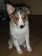 honden foto honden foto van Talitha