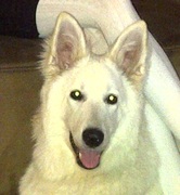 honden foto van xxx Skye xxx